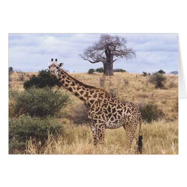 Masai de Twiga (girafe de masai) (Devant horizontal)