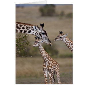 Masai-Giraffe (Giraffe Tippelskirchi)