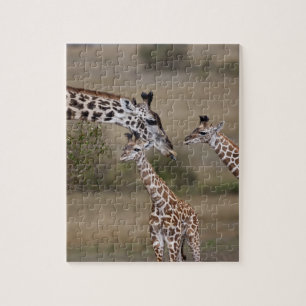 Masai-Giraffe (Giraffe Tippelskirchi)