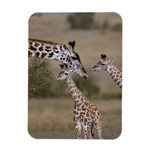 Masai-Giraffe (Giraffe Tippelskirchi) Magnet