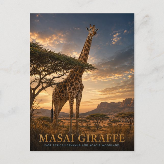 Masai-Giraffe-Savanne TIEREN Postkarte (Vorderseite)