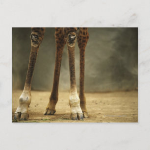 Masai-Giraffe, Sicht auf die Beine, Giraffa Postkarte