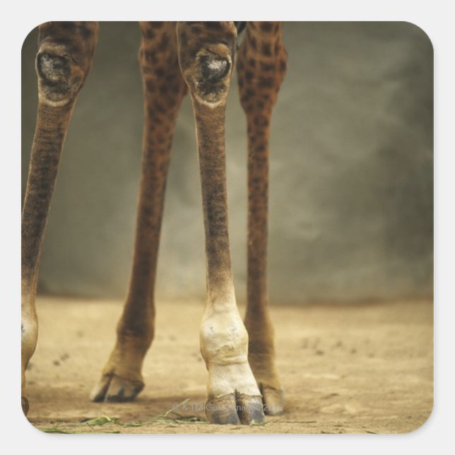 Masai-Giraffe, Sicht auf die Beine, Giraffa Quadratischer Aufkleber (Vorderseite)
