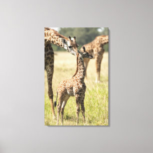 Masai-Giraffen, Giraffa camelopardalis 2 Leinwanddruck