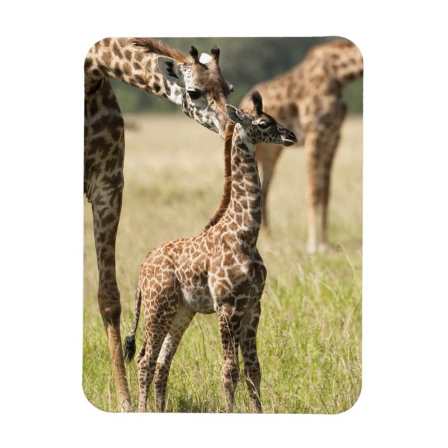 Masai-Giraffen, Giraffa camelopardalis 2 Magnet (Vertikal)