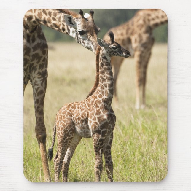 Masai-Giraffen, Giraffa camelopardalis 2 Mousepad (Vorne)