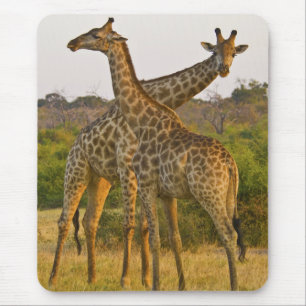 Masai Giraffen Kenya Afrika Mousepad