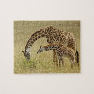 Masai-Giraffenmutter und -baby, Giraffa