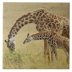 Masai-Giraffenmutter und -baby, Giraffa Fliese