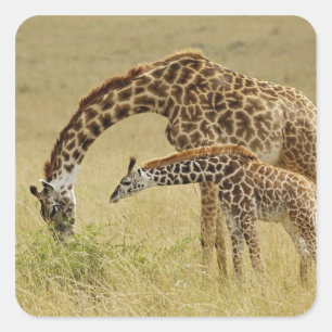 Masai-Giraffenmutter und -baby, Giraffa Quadratischer Aufkleber
