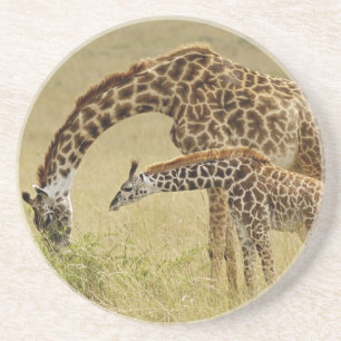 Masai-Giraffenmutter und -baby, Giraffa Sandstein Untersetzer