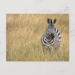 Masai Mara, Kenia Postkarte