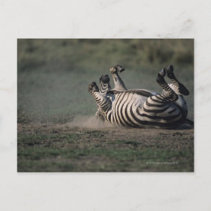 Masai Mara National Reserve, Kenia 2 Postkarte