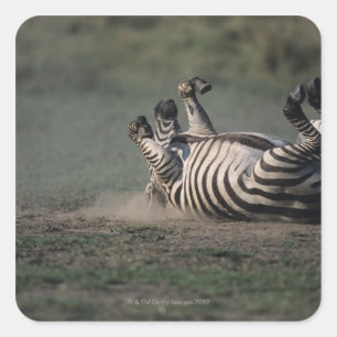 Masai Mara National Reserve, Kenia 2 Quadratischer Aufkleber