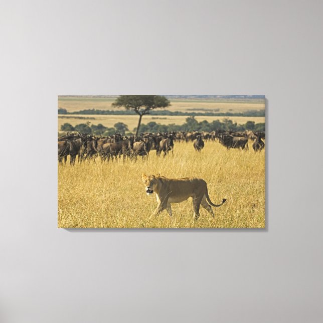 Masai Mara National Reserve, Kenia, Afrika Leinwanddruck (Vorderseite)