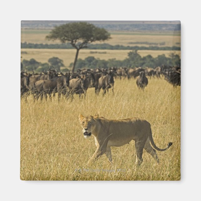 Masai Mara National Reserve, Kenia, Afrika Magnet (Vorne)