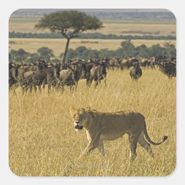 Masai Mara National Reserve, Kenia, Afrika Quadratischer Aufkleber (Vorderseite)