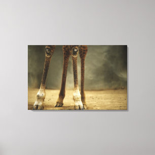 Masaigiraffe, niedrige Winkelsicht der Beine, Leinwanddruck