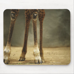 Masaigiraffe, niedrige Winkelsicht der Beine, Mousepad