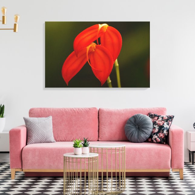 Masdevallia ignea leinwanddruck (Insitu (Wohnzimmer))