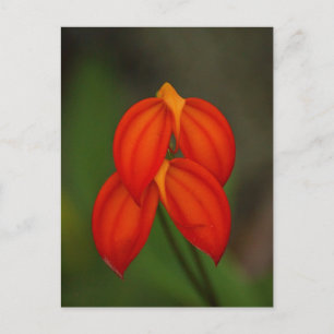 Masdevallia ignea Orchid Postkarte