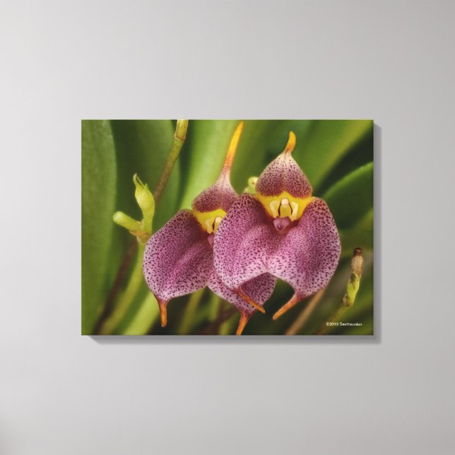 Masdevallia Leinwanddruck (Vorderseite)