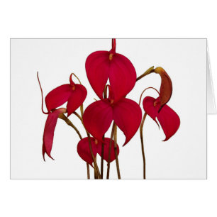 Masdevallia-Orchidee - Karte