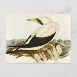 Masked Gannet von Elizabeth Gould Postkarte