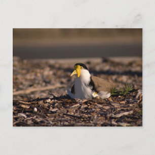 Maskierte Lapwing Postkarte