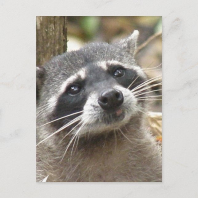 Maskierte Raccoon Postkarte (Vorderseite)