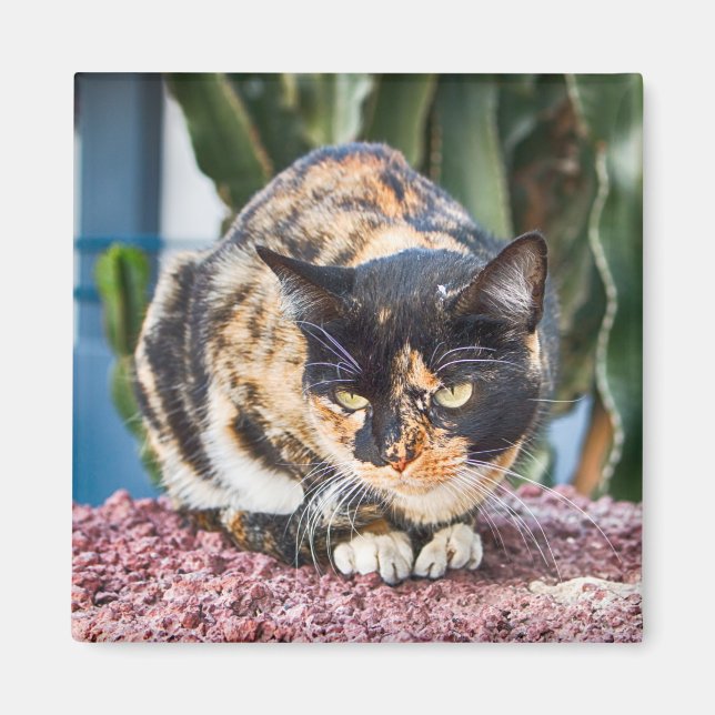 Maspalomas Cat Magnet (Vorne)
