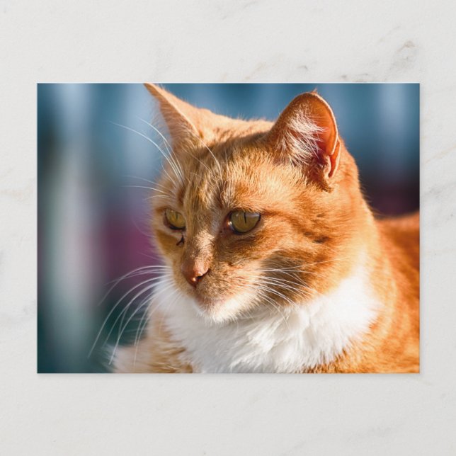 Maspalomas Cat Postkarte (Vorderseite)