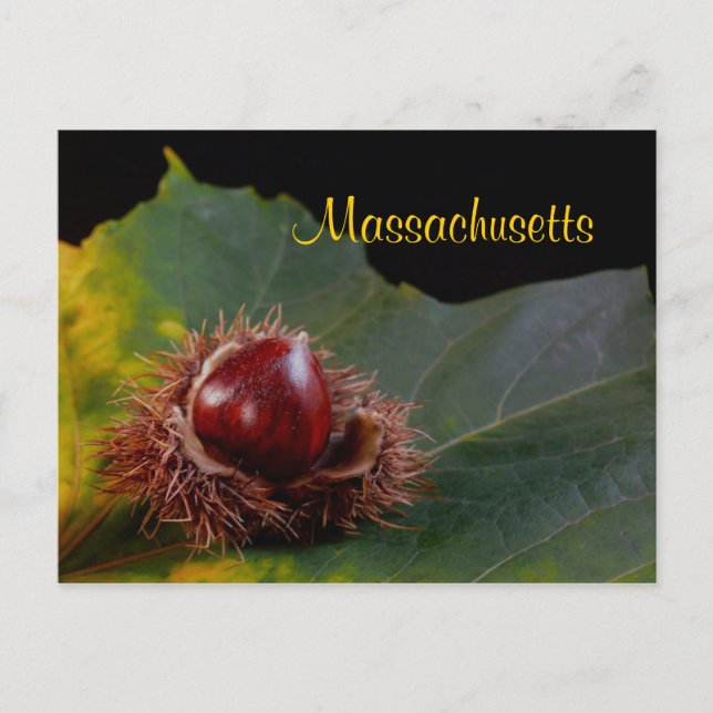 Massachusetts, Herbstleaf mit Nut Postcard Postkarte (Vorderseite)