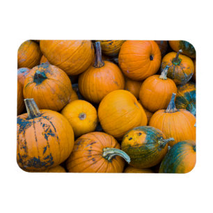Massachusetts, Salisbury, Kürbisse, Herbst Magnet