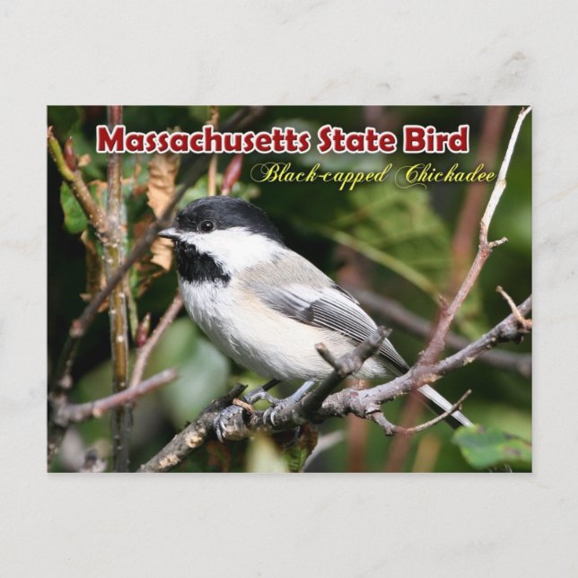 Massachusetts Staat Bird - Schwarzkichererbse Postkarte (Vorderseite)