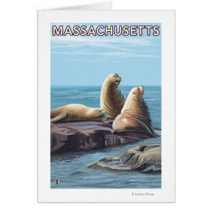 MassachusettsSea Lions Scene