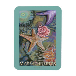 MassachusettsTidepool Szene Magnet