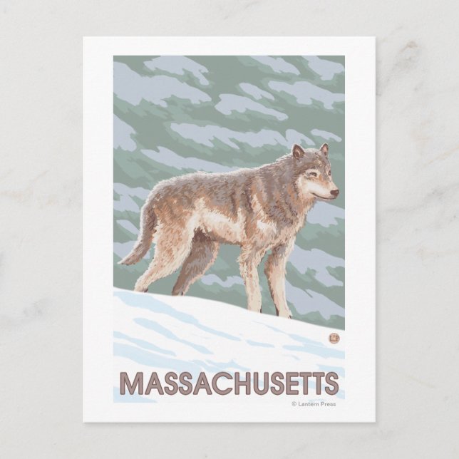 MassachusettsWolf Szene Postkarte (Vorderseite)