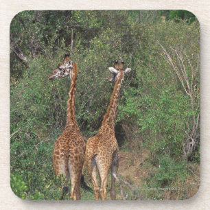 Massai Giraffe 3 Getränkeuntersetzer