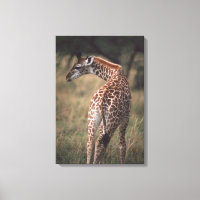 Massai Giraffe 3