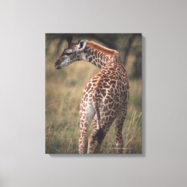 Massai Giraffe 3 Leinwanddruck (Vorderseite)