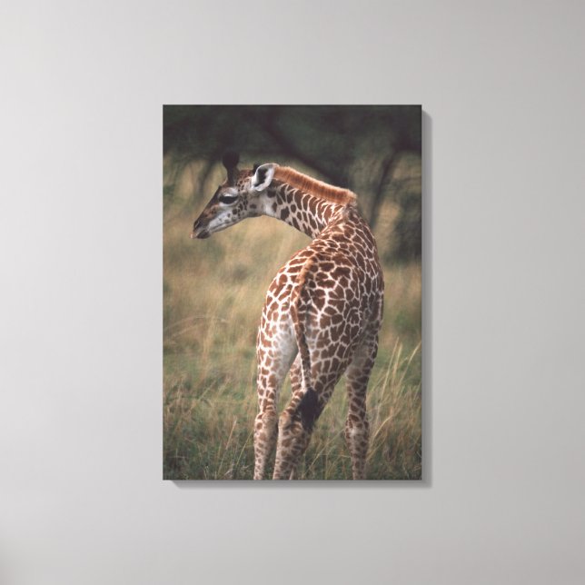 Massai Giraffe 3 Leinwanddruck (Vorderseite)