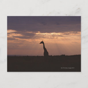 Massai Giraffe Postkarte
