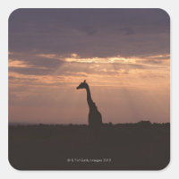 Massai Giraffe