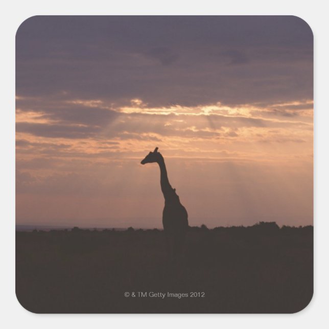 Massai Giraffe Quadratischer Aufkleber (Vorderseite)