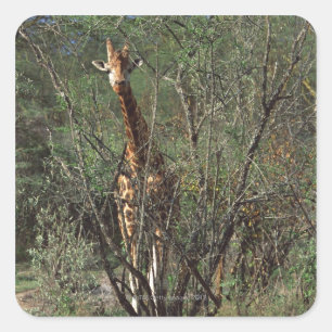 Massai Giraffe Quadratischer Aufkleber