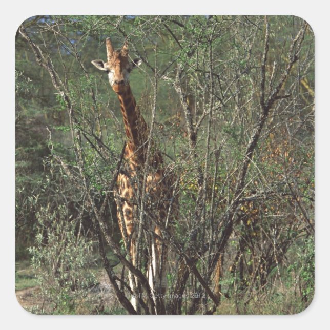 Massai Giraffe Quadratischer Aufkleber (Vorderseite)