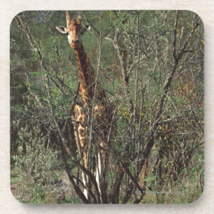 Massai Giraffe Untersetzer