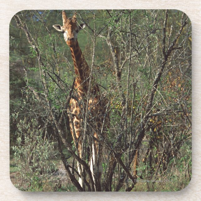 Massai Giraffe Untersetzer (Vorderseite)