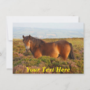 Maßgeschneidert: Exmoor Pony, Somerset, England Karte